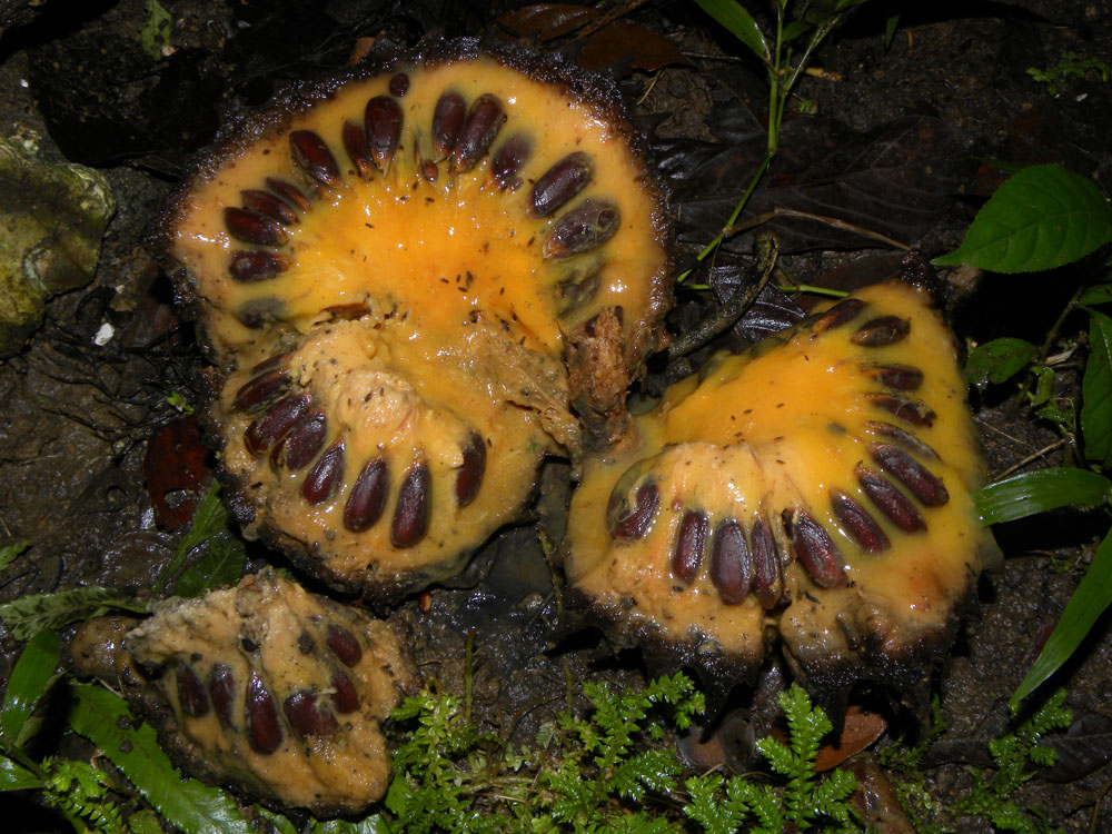 سونکویا - معرفی درختان میوه